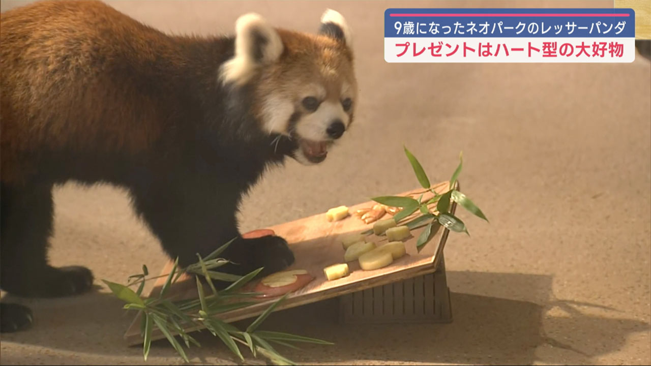 レッサーパンダへバースデープレートでお祝い