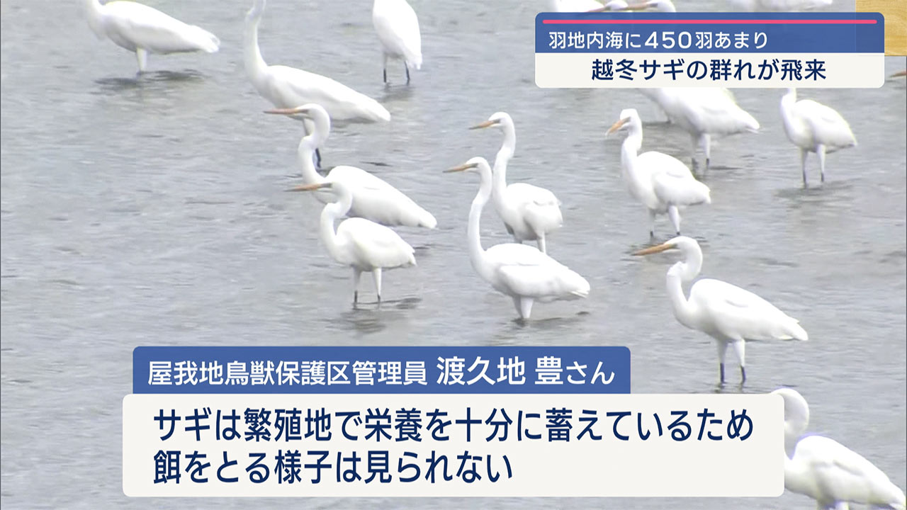 越冬サギが羽地内海に飛来
