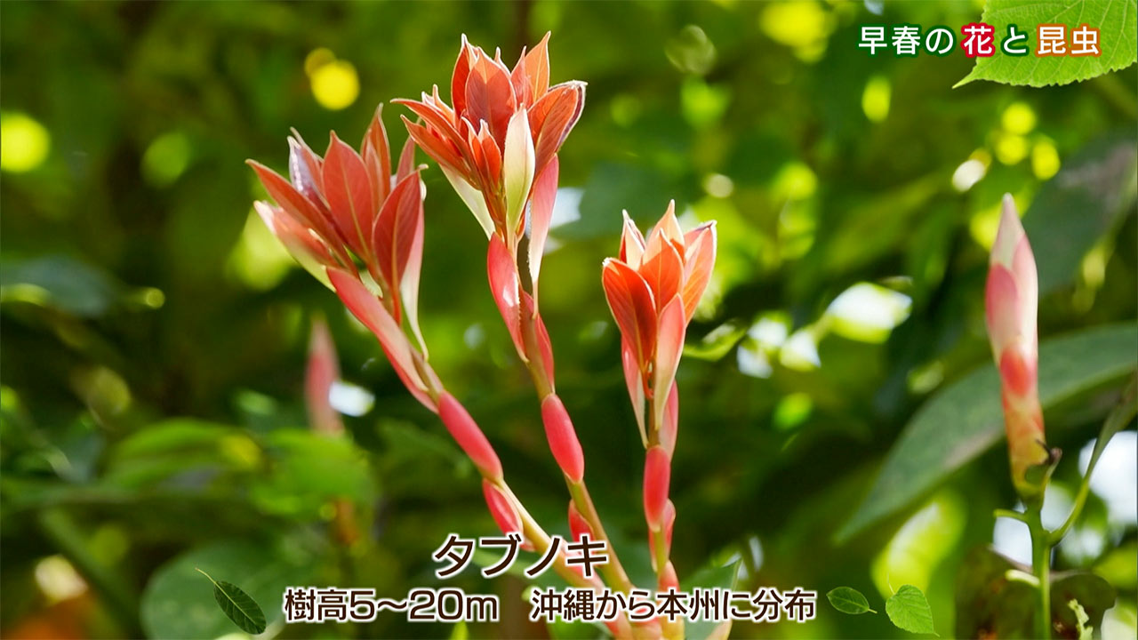 リュウキュウの自然「早春の花と昆虫」