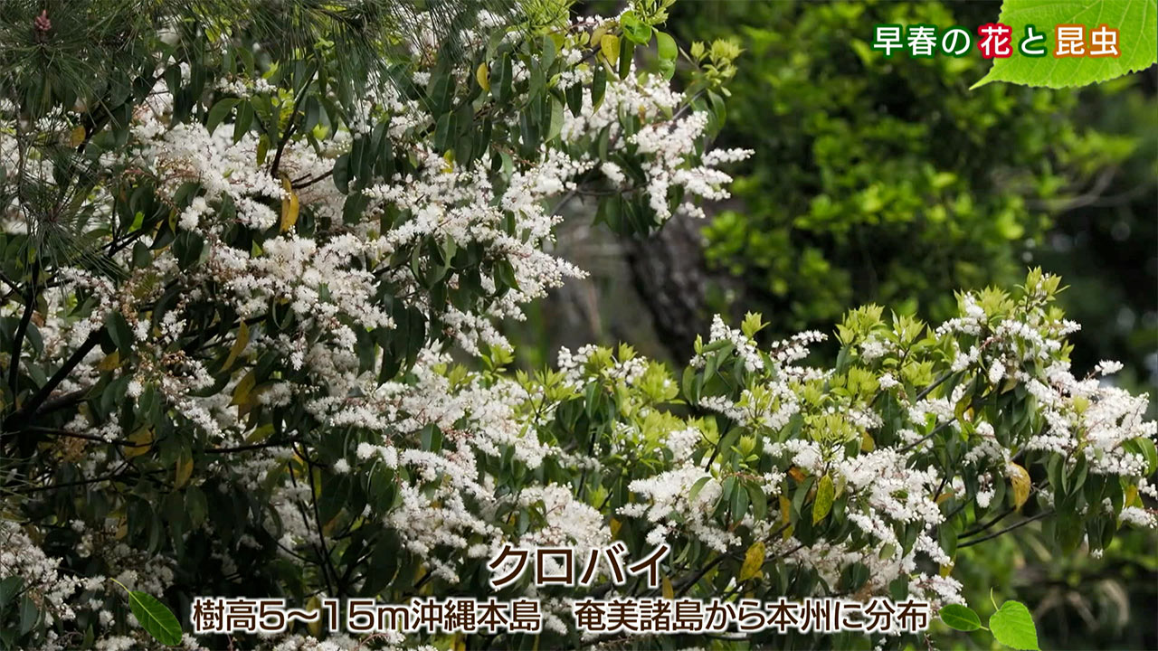 リュウキュウの自然「早春の花と昆虫」