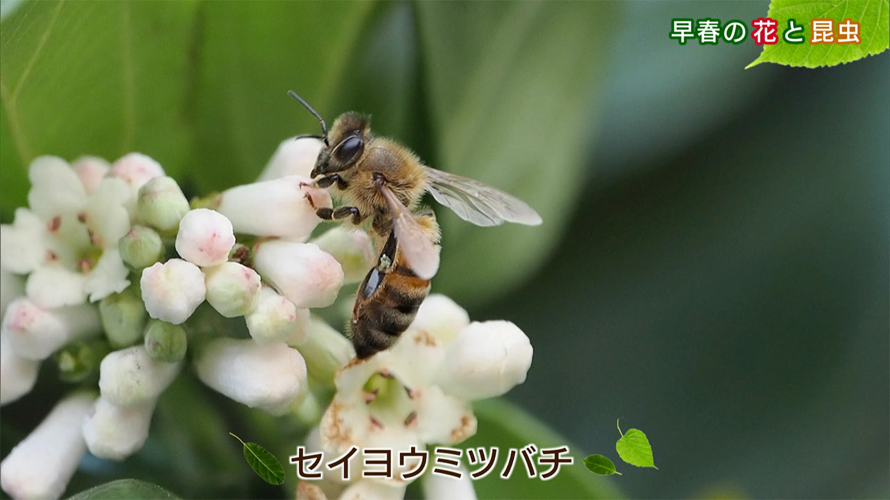 リュウキュウの自然「早春の花と昆虫」