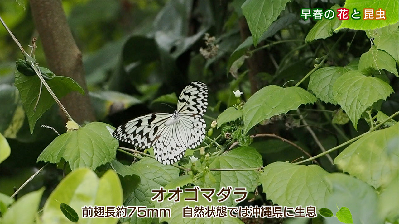 リュウキュウの自然「早春の花と昆虫」