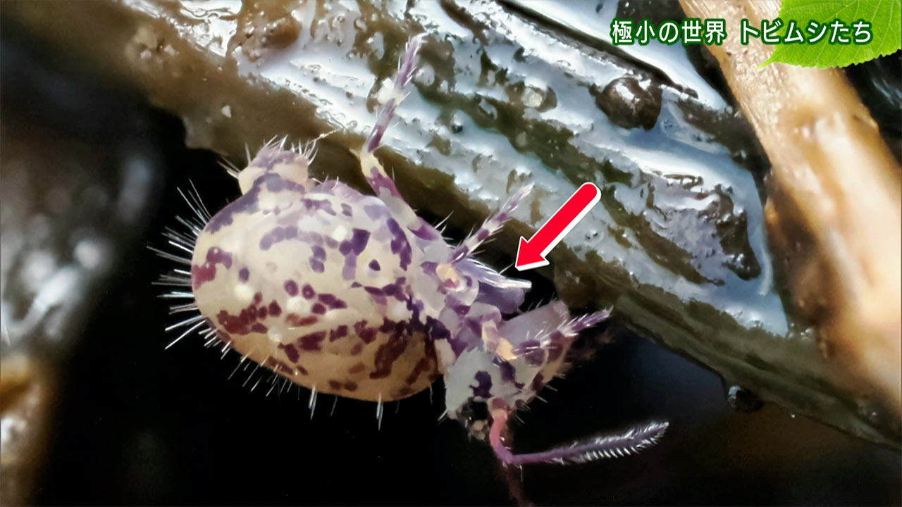 リュウキュウの自然「極小の世界 トビムシたち」