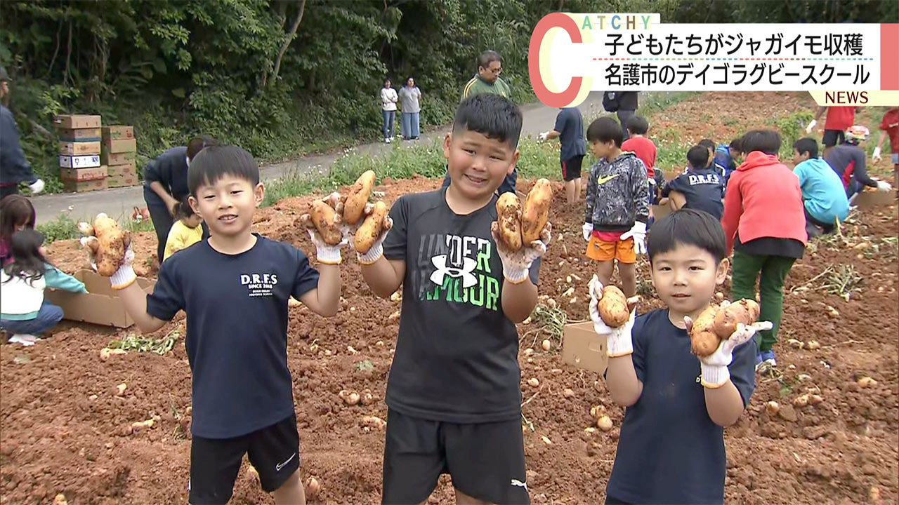 名護市内のラグビーチーム　所属する子どもたちがジャガイモ収穫体験