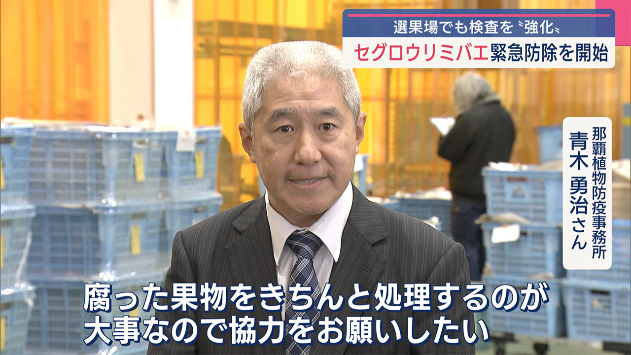 きょうからセグロウリミバエの緊急防除