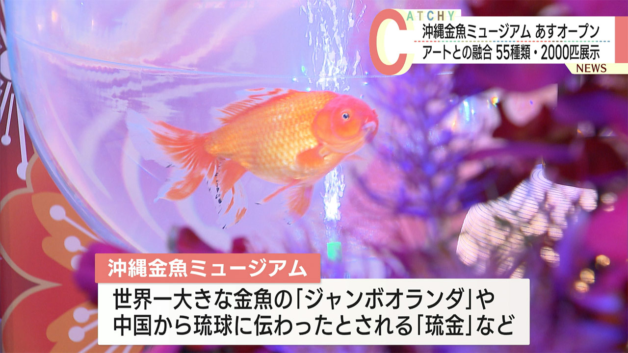 金魚×アートの世界/豊見城市に「沖縄金魚ミュージアム」がオープン