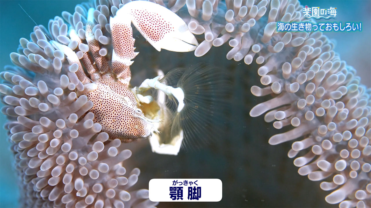楽園の海　海中生物のおもしろい生態に迫る