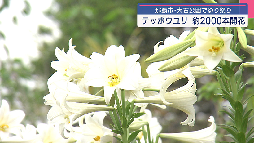 那覇市大石公園でゆり祭り