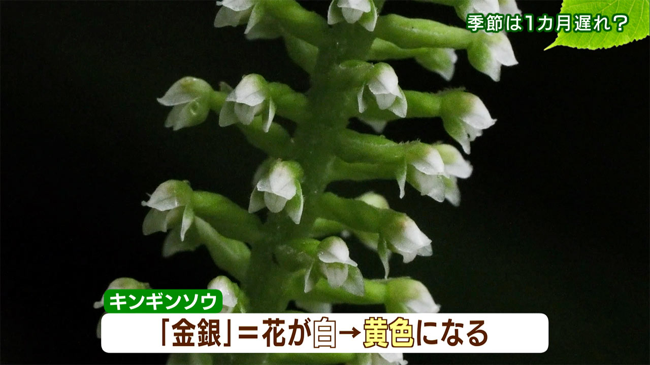 リュウキュウの自然「季節は1カ月遅れ?」