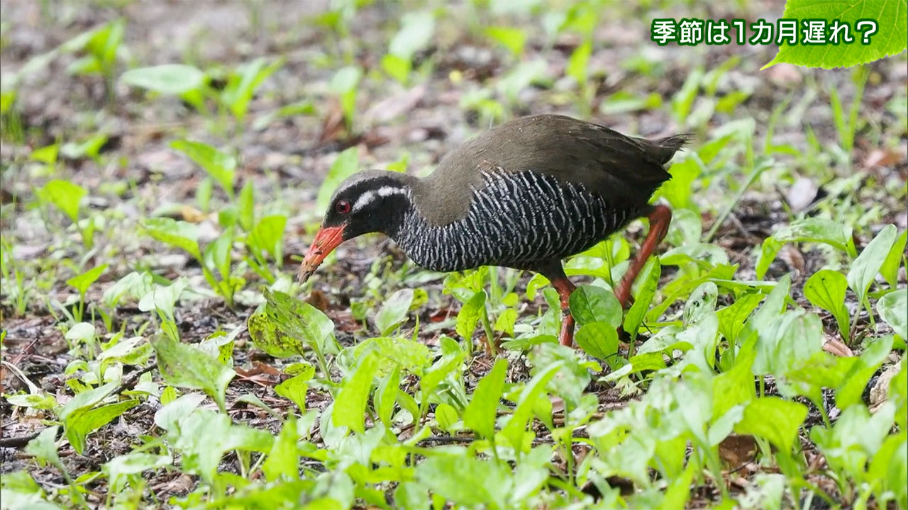 リュウキュウの自然「季節は１カ月遅れ？」
