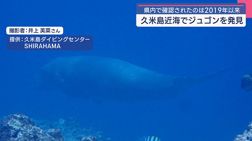久米島近海でジュゴン確認