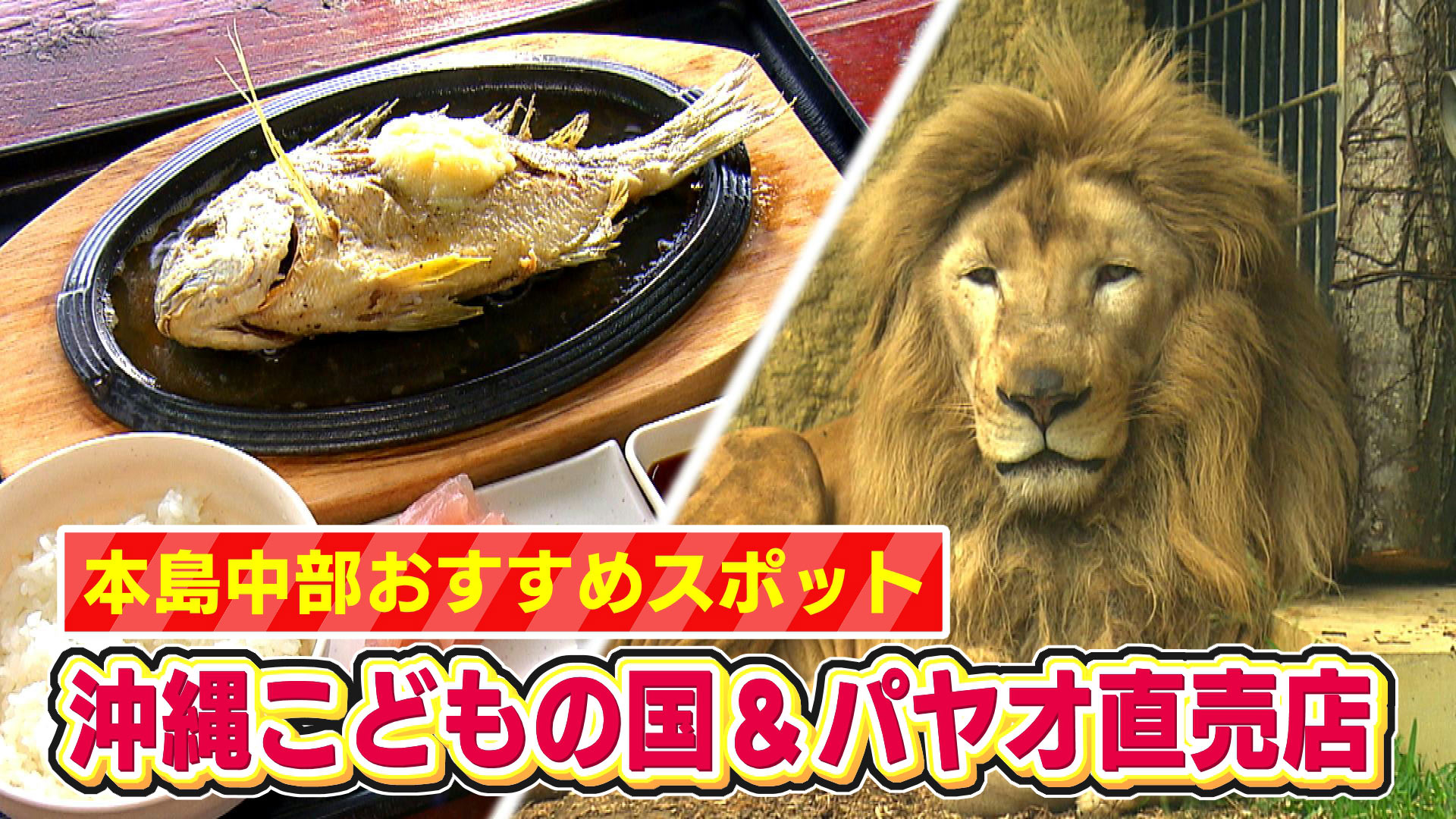 ＧＷおすすめスポット中部編！「沖縄こどもの国＆泡瀬パヤオ直売店」