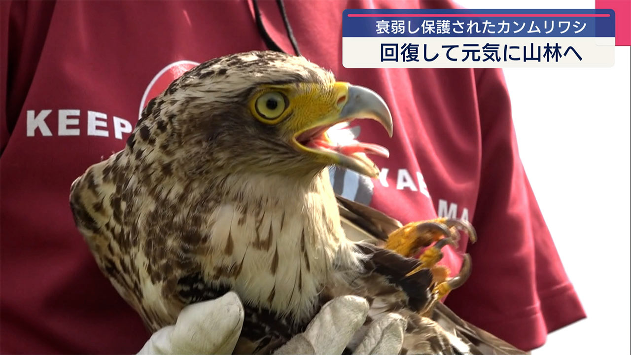 保護されたカンムリワシ　回復し放鳥