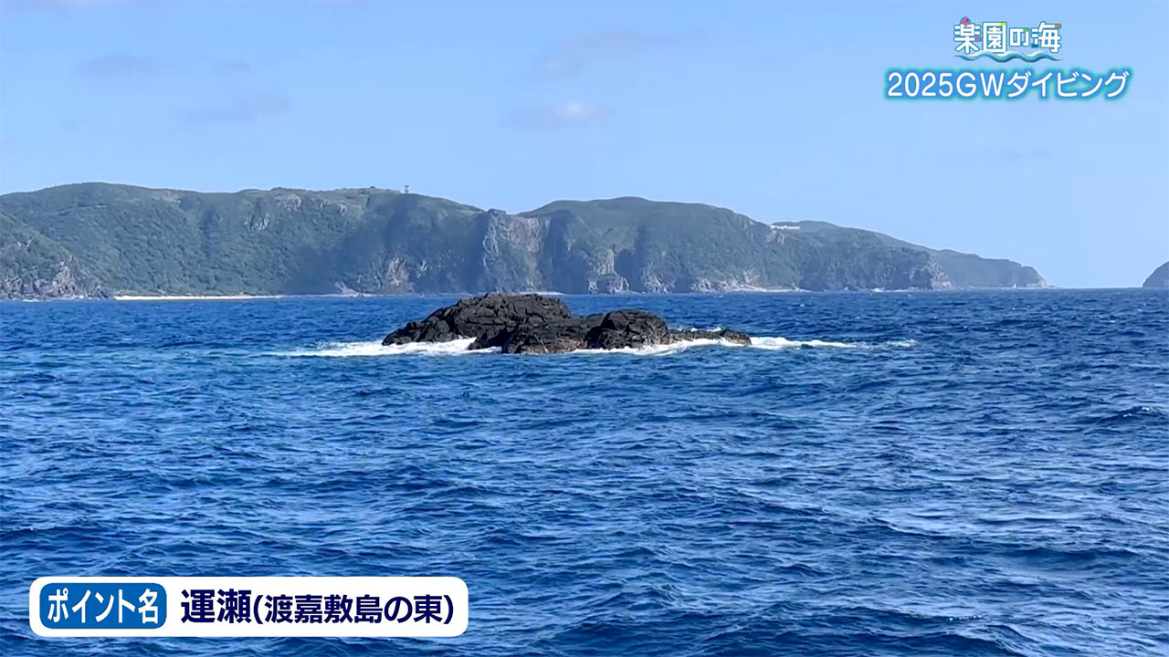 楽園の海 2025GWダイビング!魚の群れを求めて