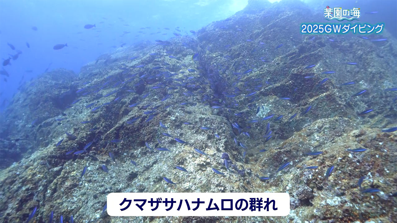 楽園の海 2025GWダイビング!魚の群れを求めて