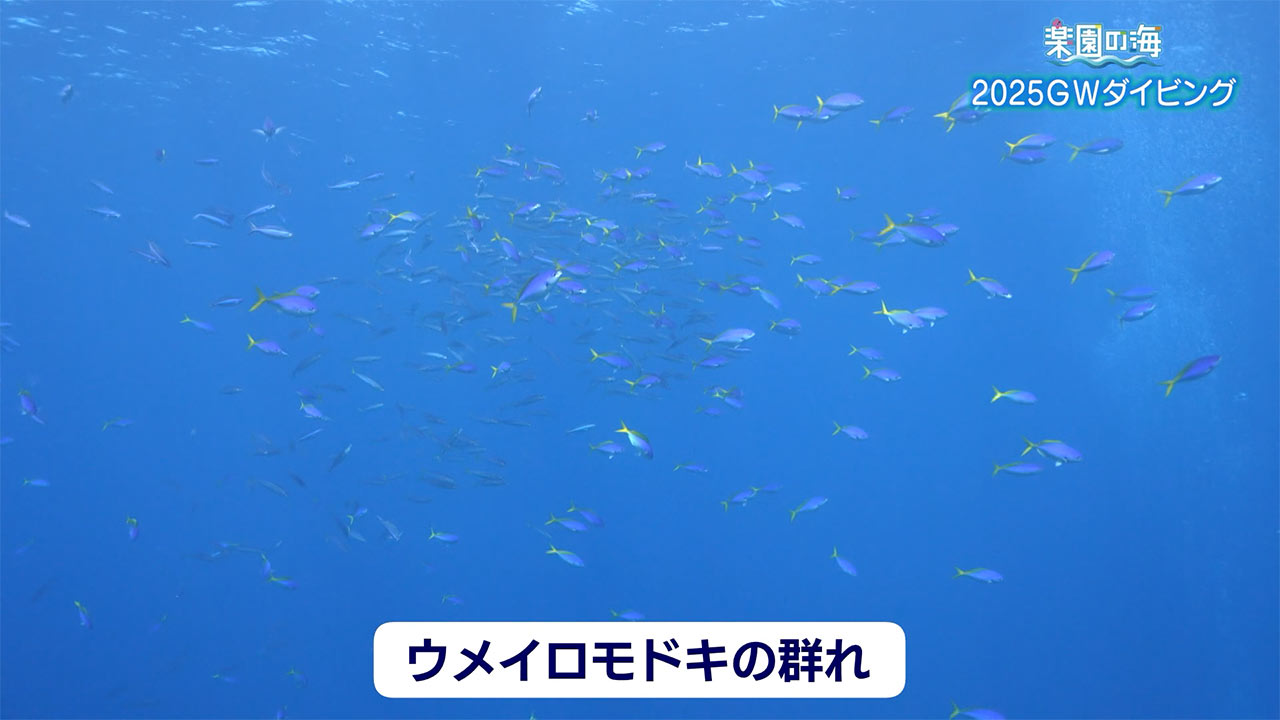 楽園の海 2025GWダイビング!魚の群れを求めて