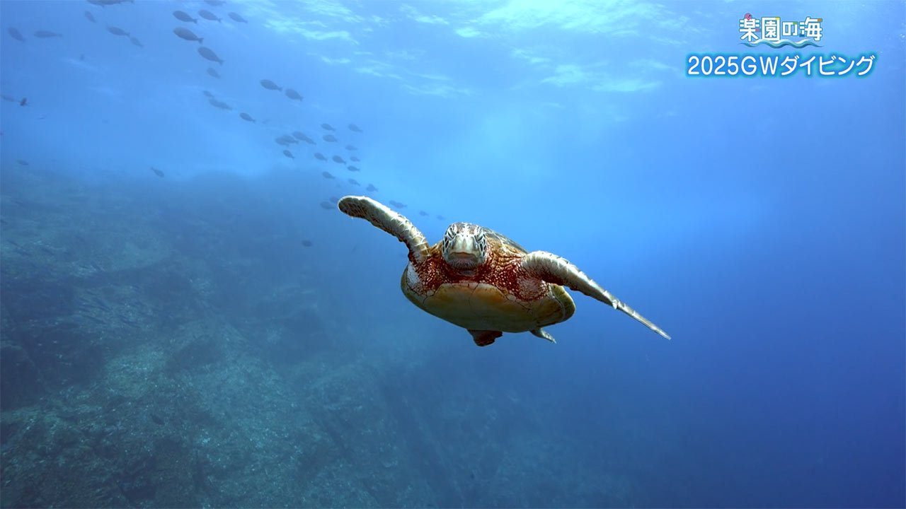 楽園の海 2025GWダイビング!魚の群れを求めて