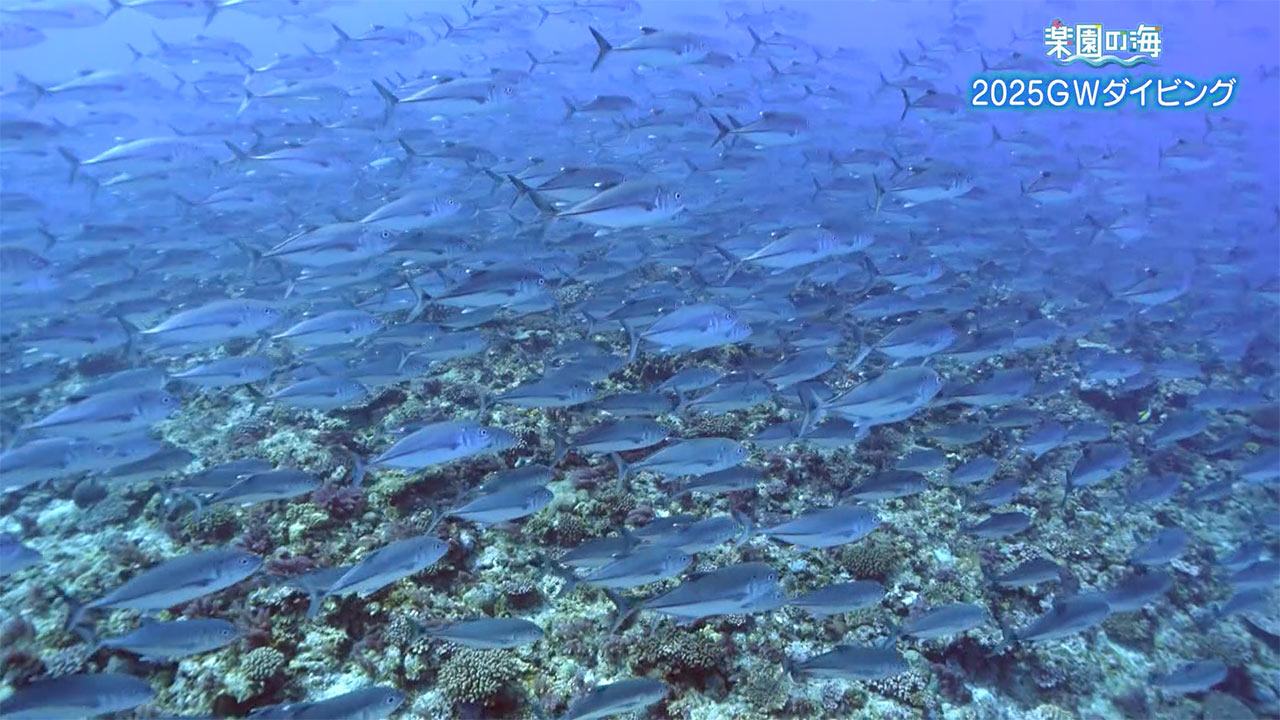 楽園の海 2025GWダイビング!魚の群れを求めて
