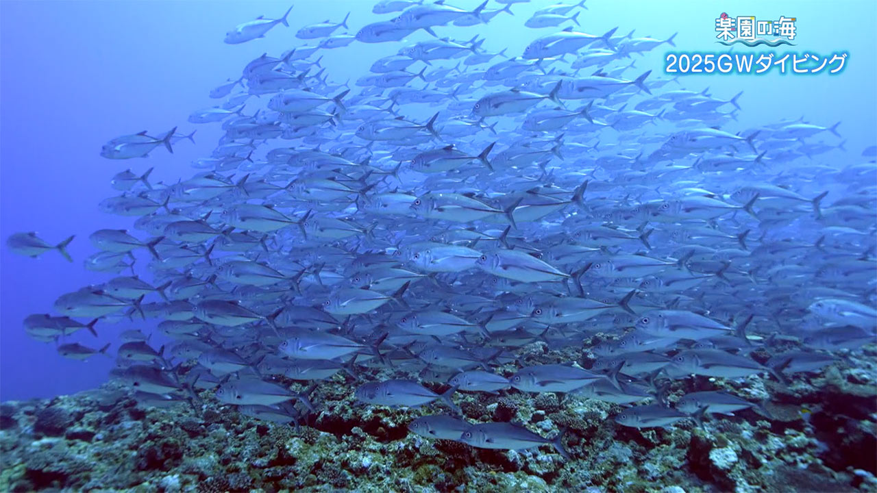 楽園の海 2025GWダイビング!魚の群れを求めて