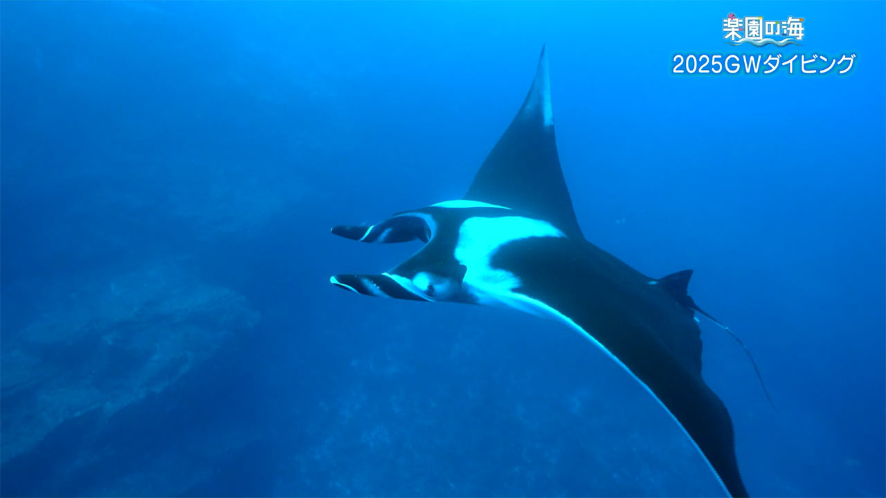 楽園の海　2025GWダイビング！魚の群れを求めて