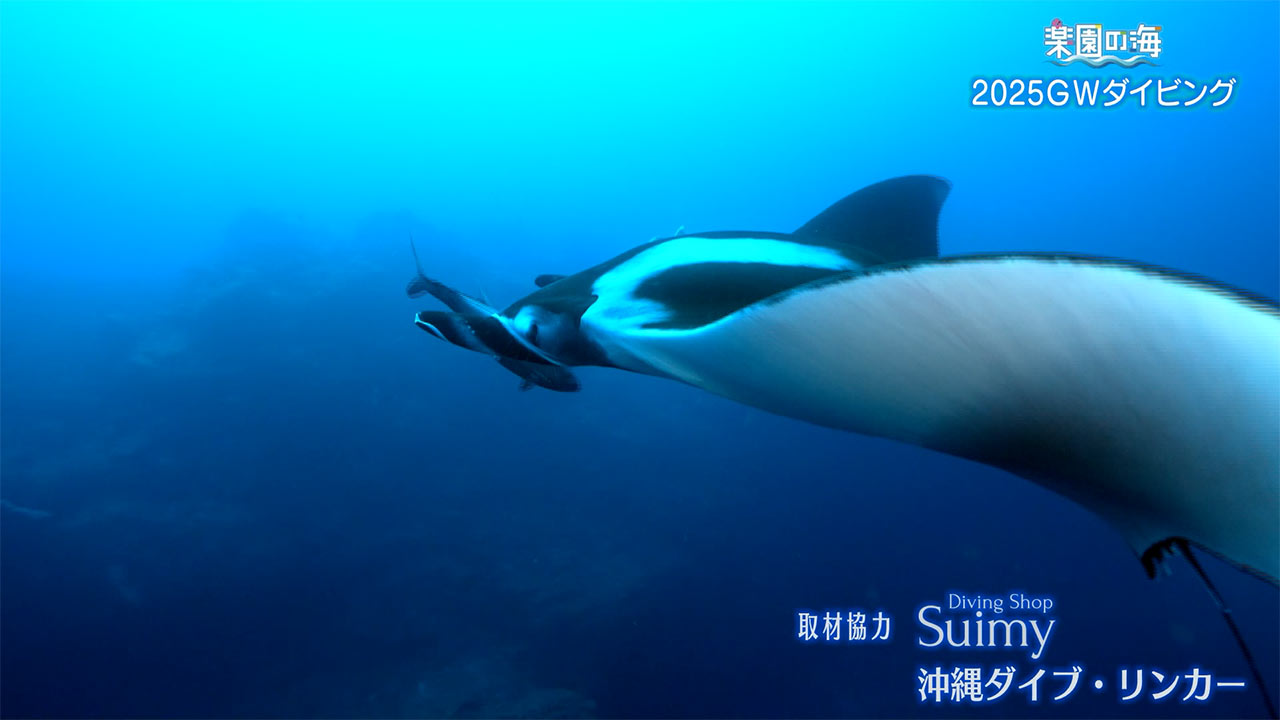 楽園の海 2025GWダイビング!魚の群れを求めて