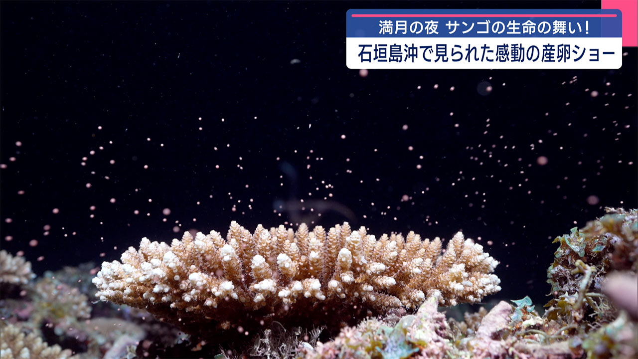石垣島沖でサンゴが産卵開始/長田勇さんが撮影/気になる本島は？