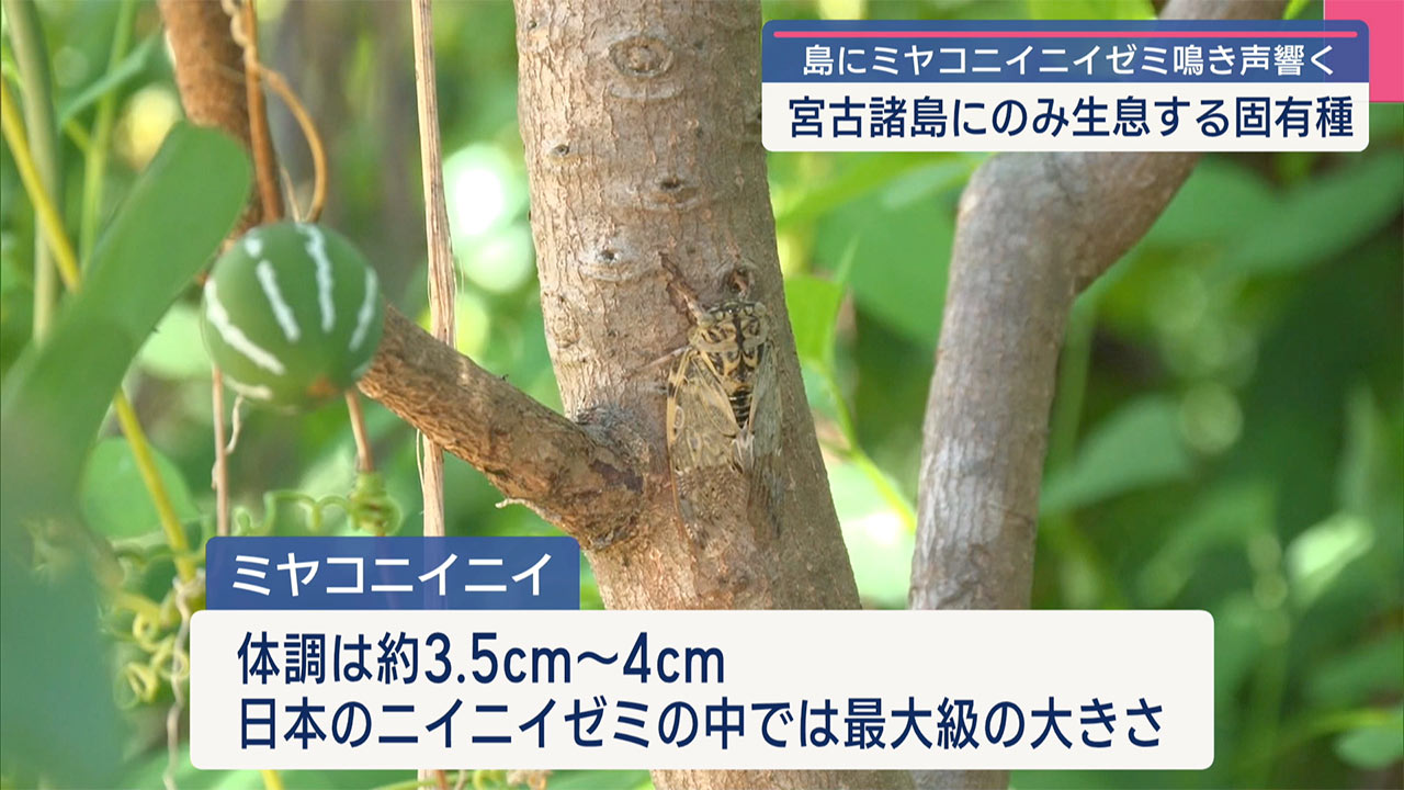 梅雨を知らせる「ミヤコニイニイ」鳴く