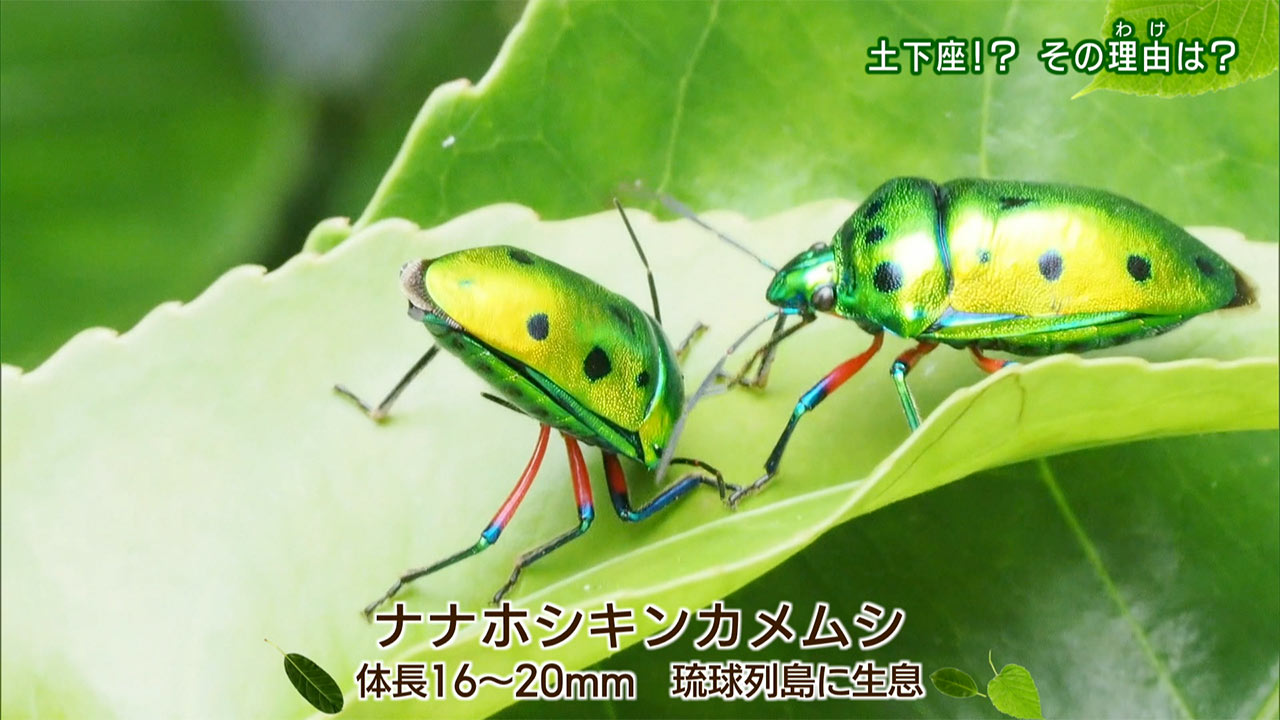 リュウキュウの自然「土下座!?その理由(わけ)は」