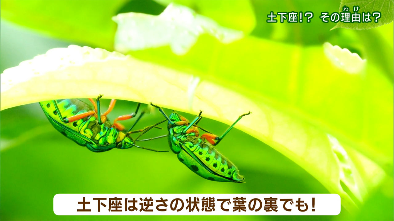 リュウキュウの自然「土下座!?その理由(わけ)は」