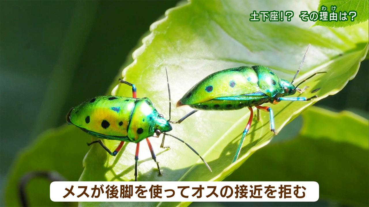 リュウキュウの自然「土下座!?その理由(わけ)は」