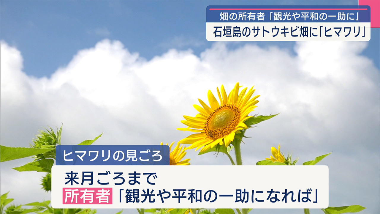 石垣島のサトウキビ畑に植えたヒマワリが見ごろに