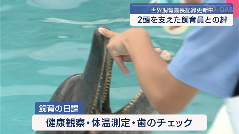 ミナミバンドウイルカオキちゃんとムクの物語