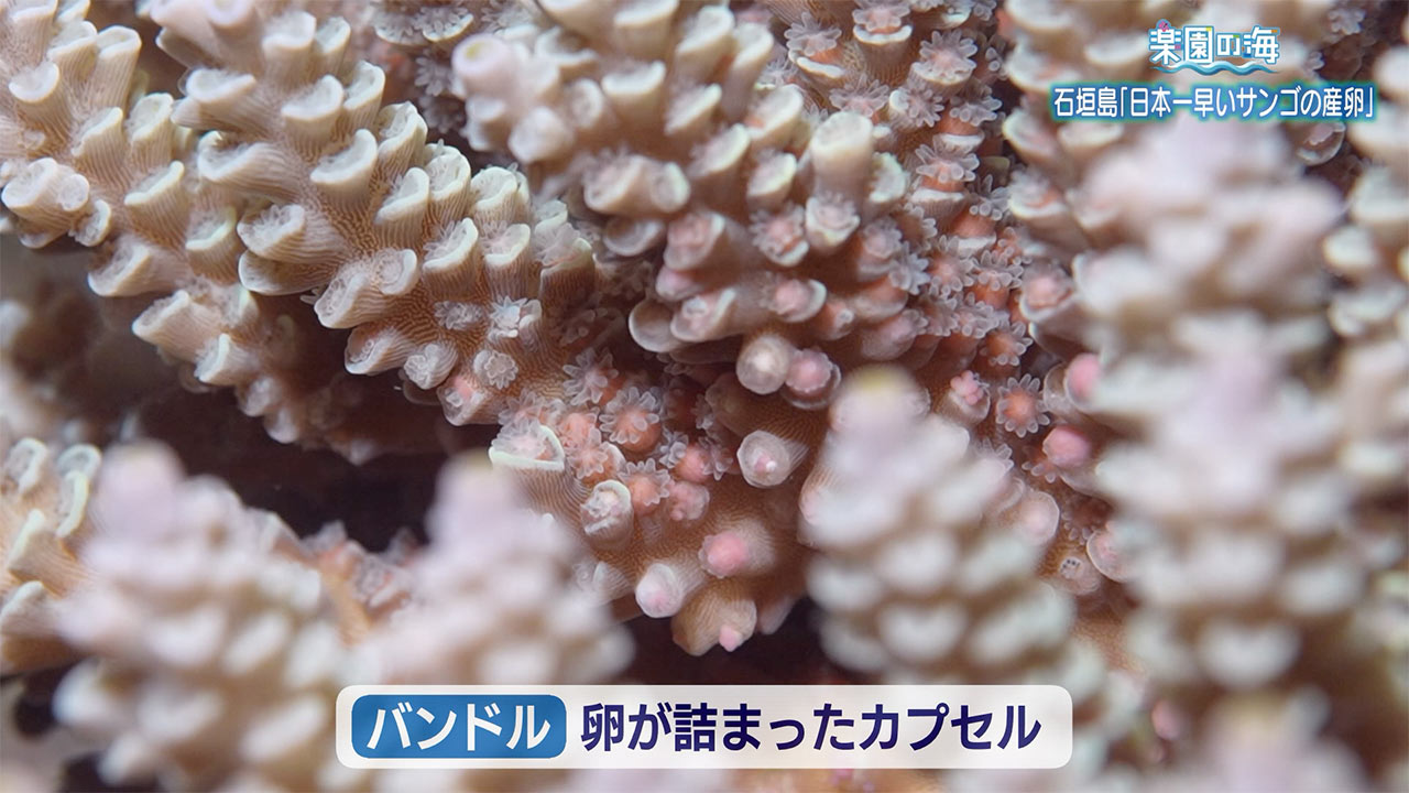 楽園の海 石垣島「日本一早いサンゴの産卵」