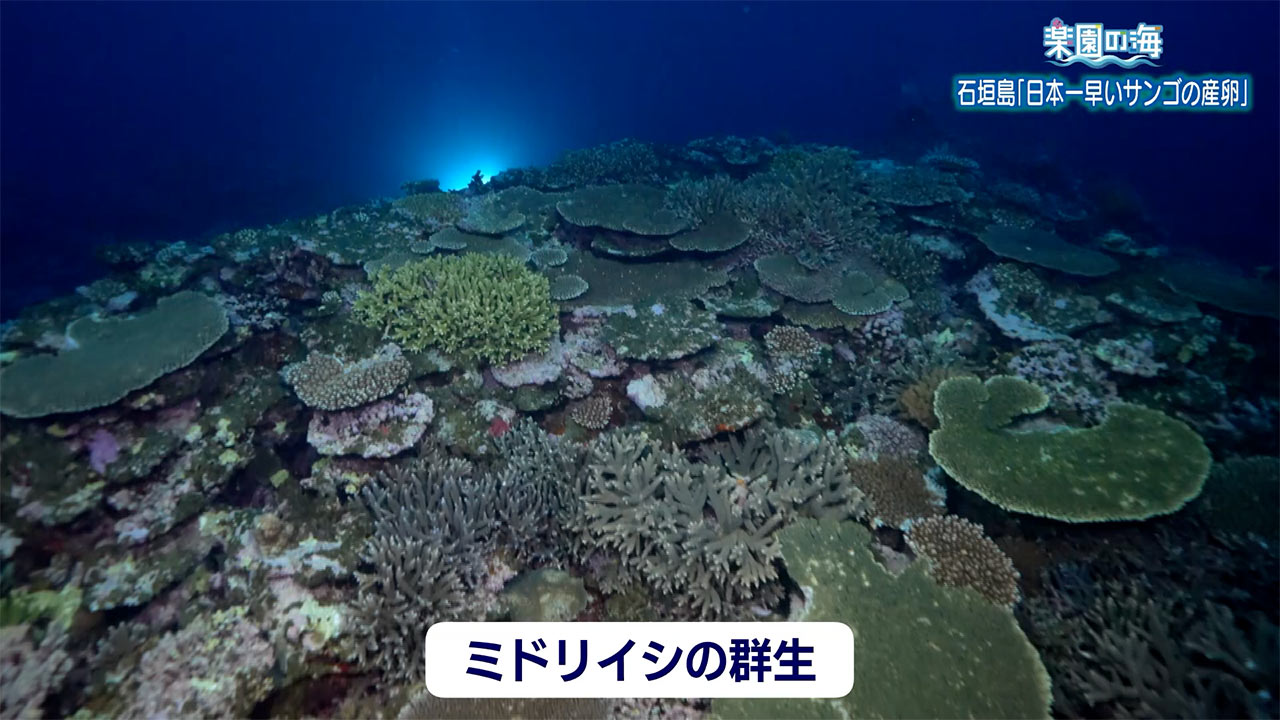 楽園の海 石垣島「日本一早いサンゴの産卵」