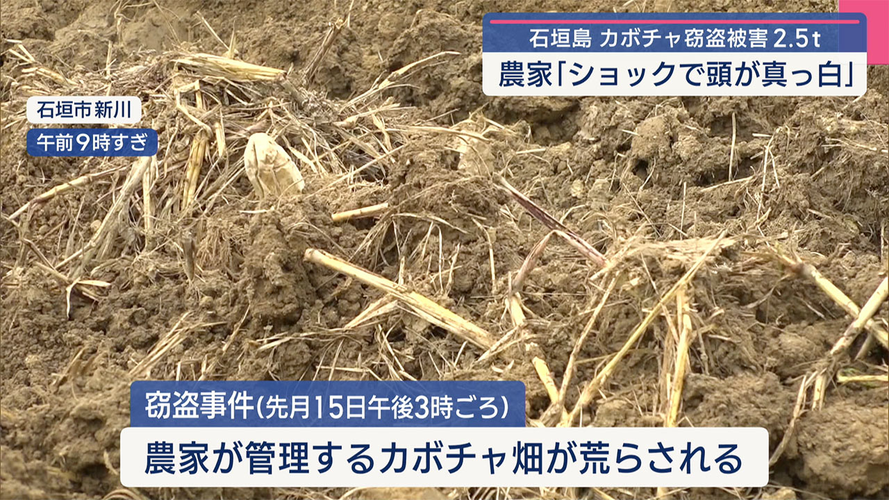 石垣島で収穫前のカボチャ２.５トン盗まれる　 窃盗事件として捜査