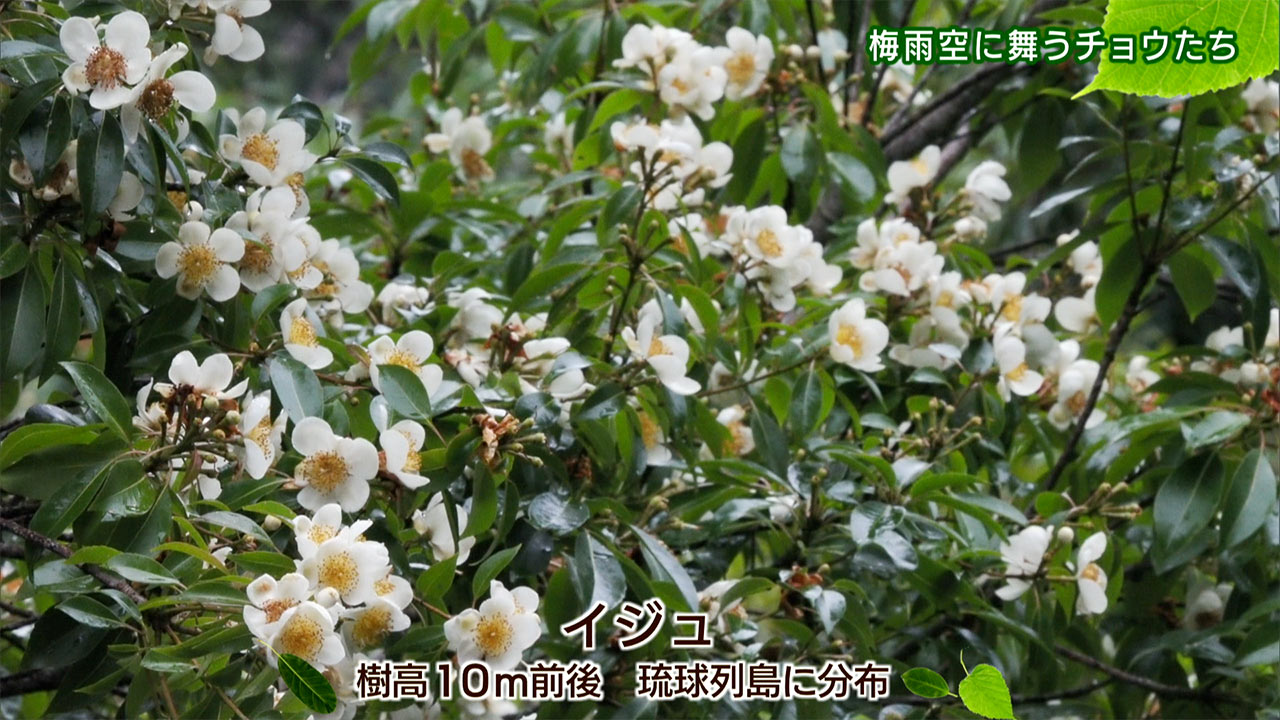 リュウキュウの自然「梅雨空に舞うチョウたち」