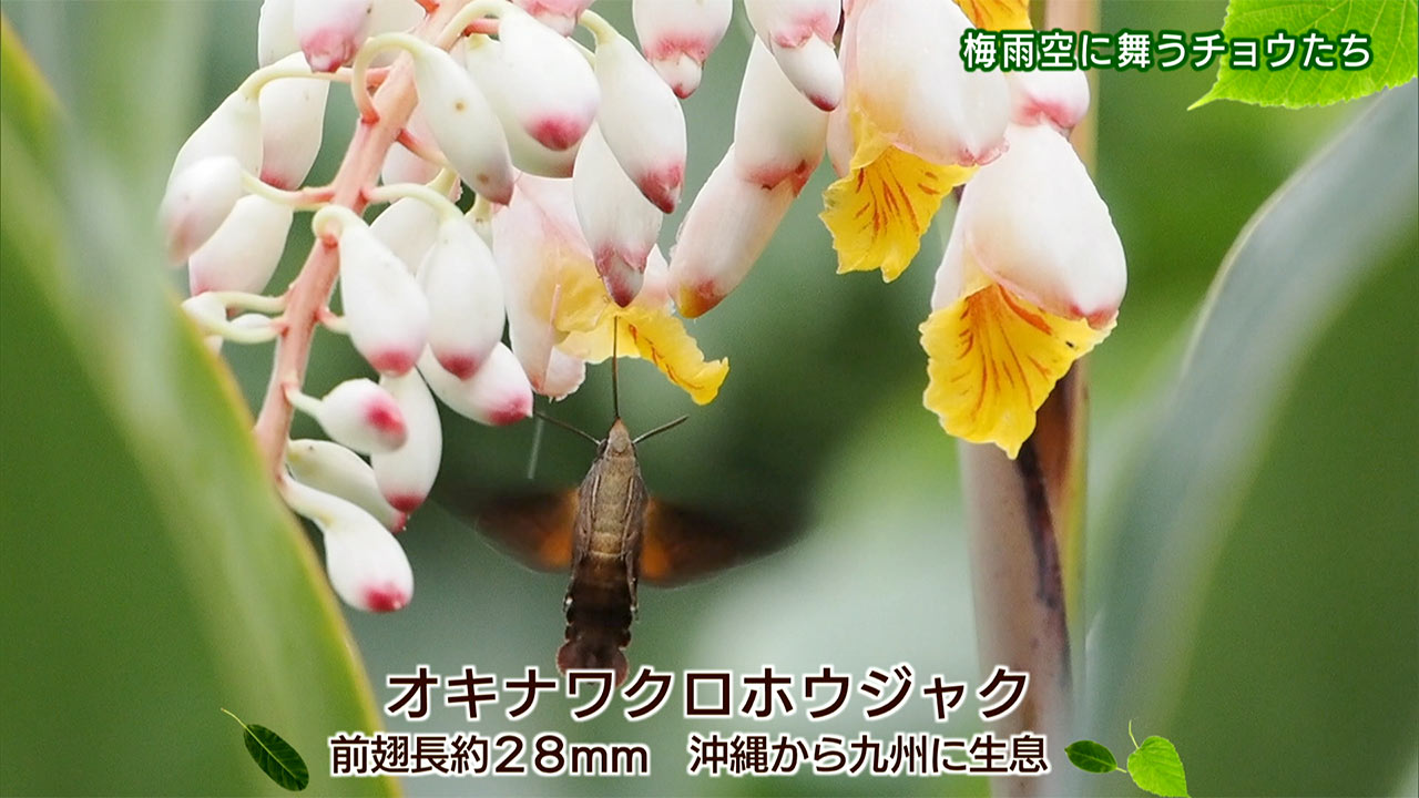 リュウキュウの自然「梅雨空に舞うチョウたち」
