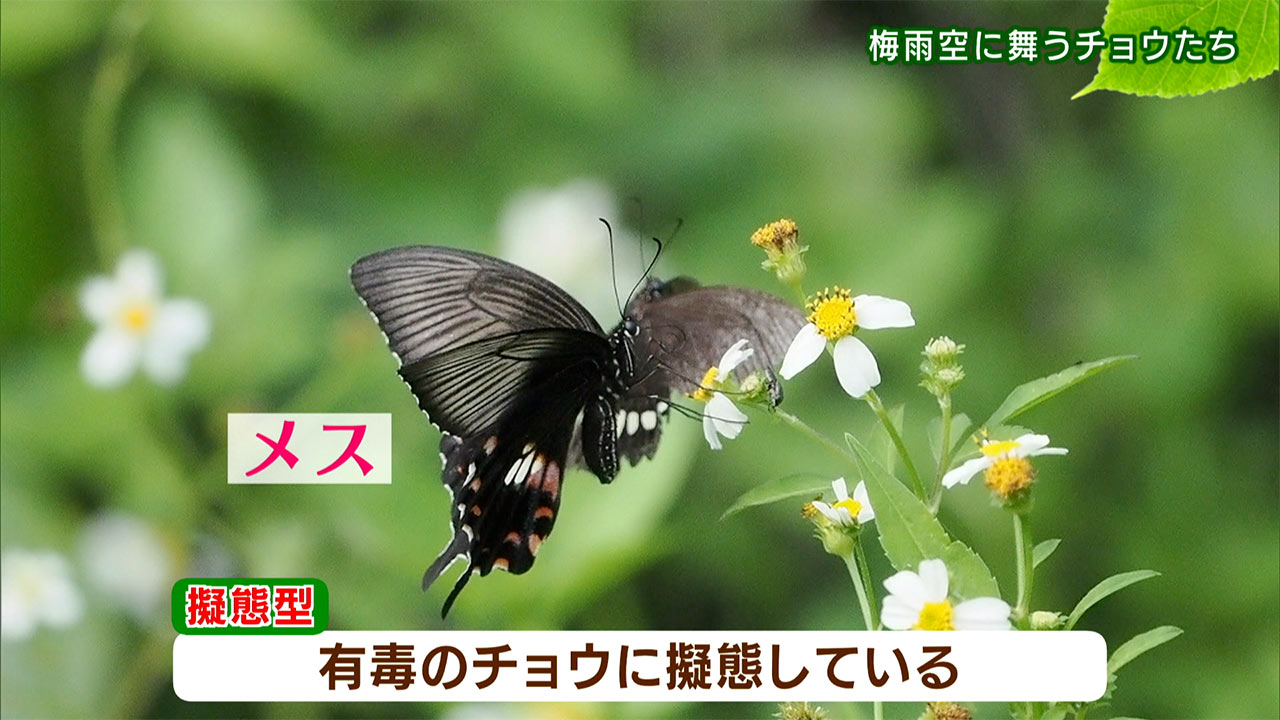 リュウキュウの自然「梅雨空に舞うチョウたち」