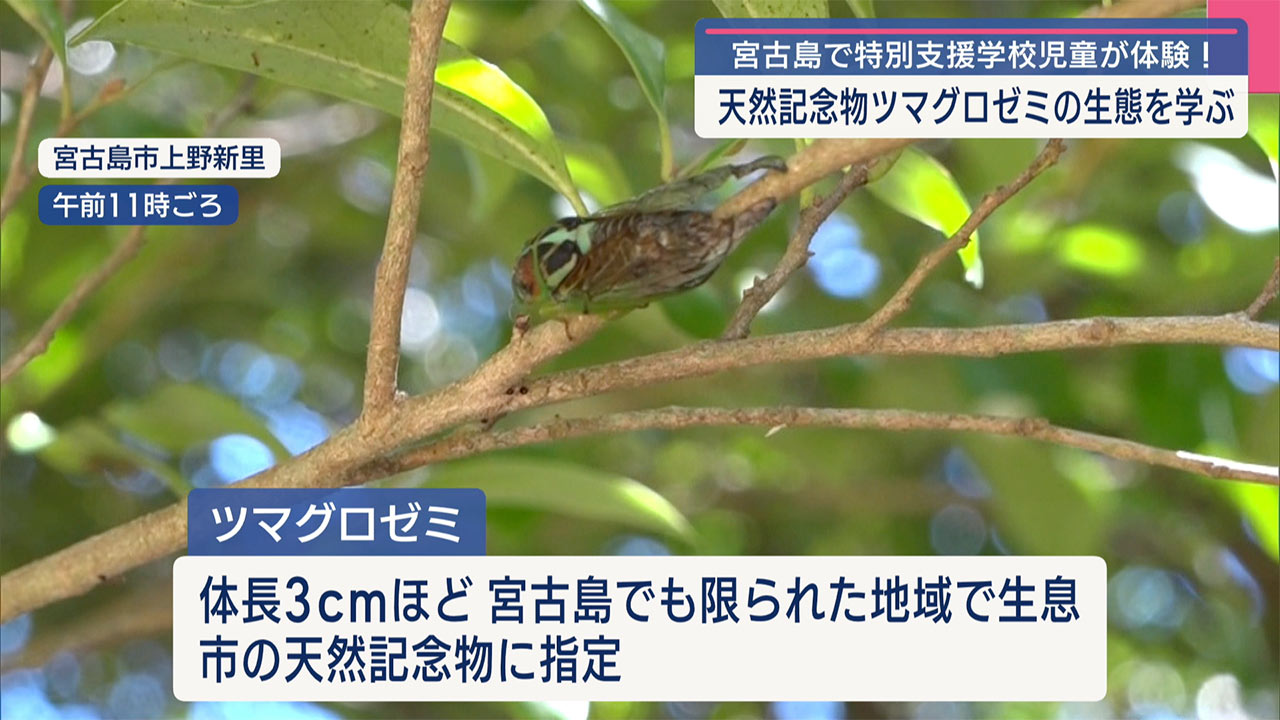 特別支援学校の児童/宮古島市の天然記念物・ツマグロゼミを観察