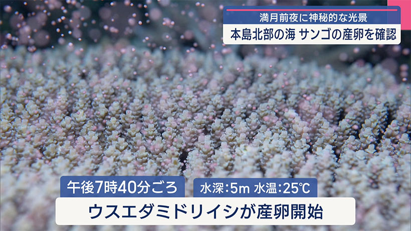 辺土名漁港沖でサンゴの産卵/去年 海水温上昇で壊滅的被害も/満月の前日 神秘な光景