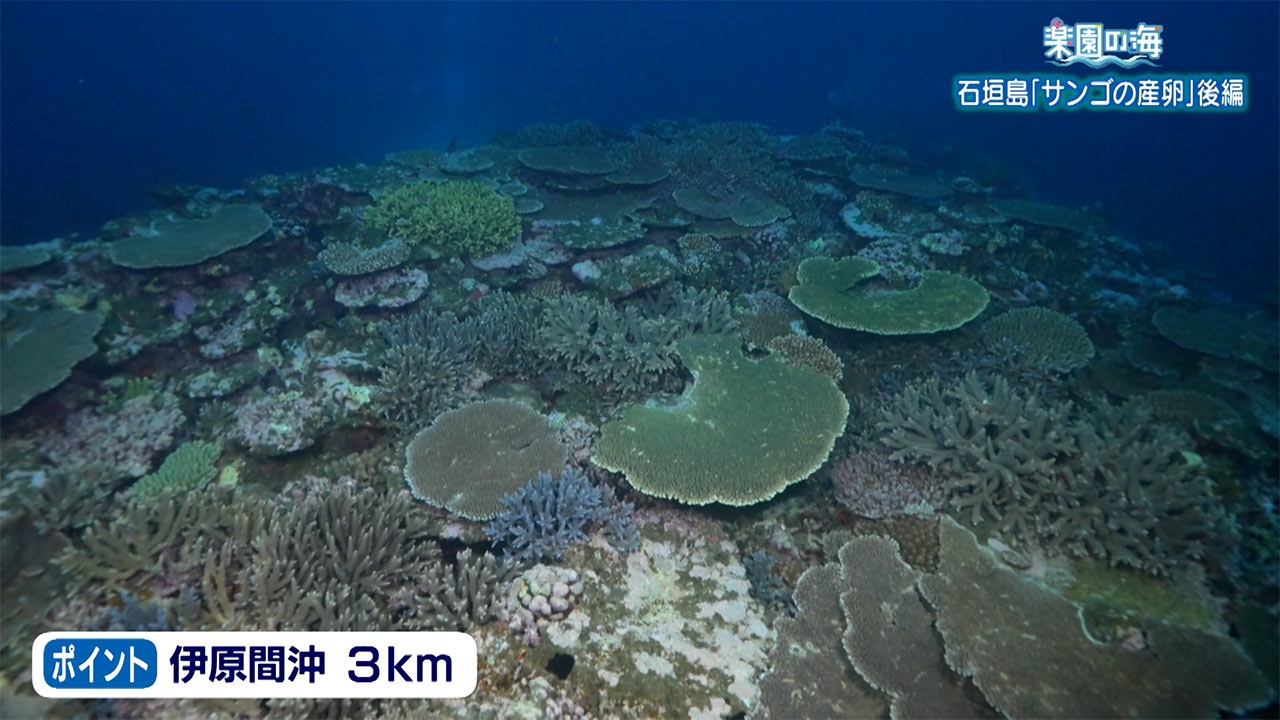 楽園の海 石垣島「サンゴの産卵」後編