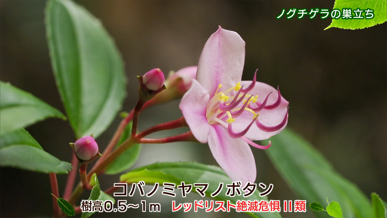 リュウキュウの自然「ノグチゲラの巣立ち」