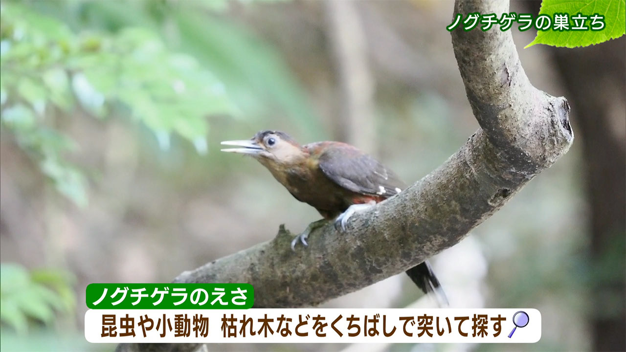 リュウキュウの自然「ノグチゲラの巣立ち」