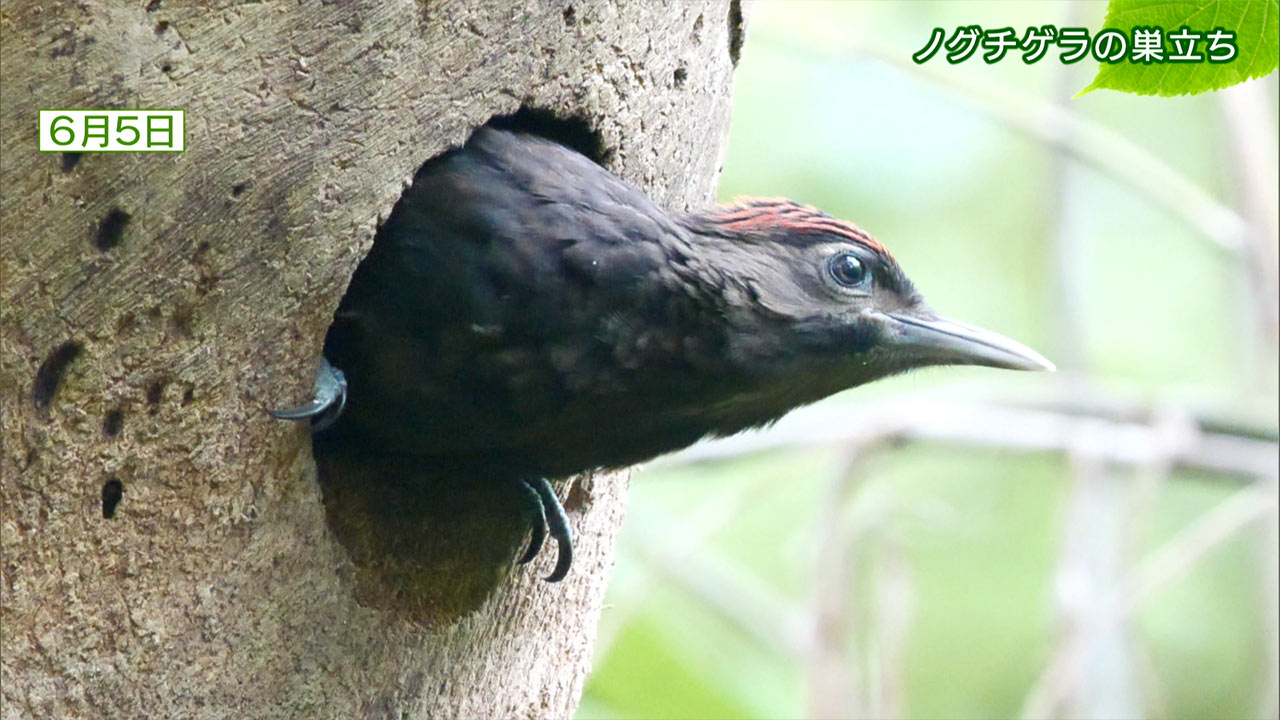リュウキュウの自然「ノグチゲラの巣立ち」