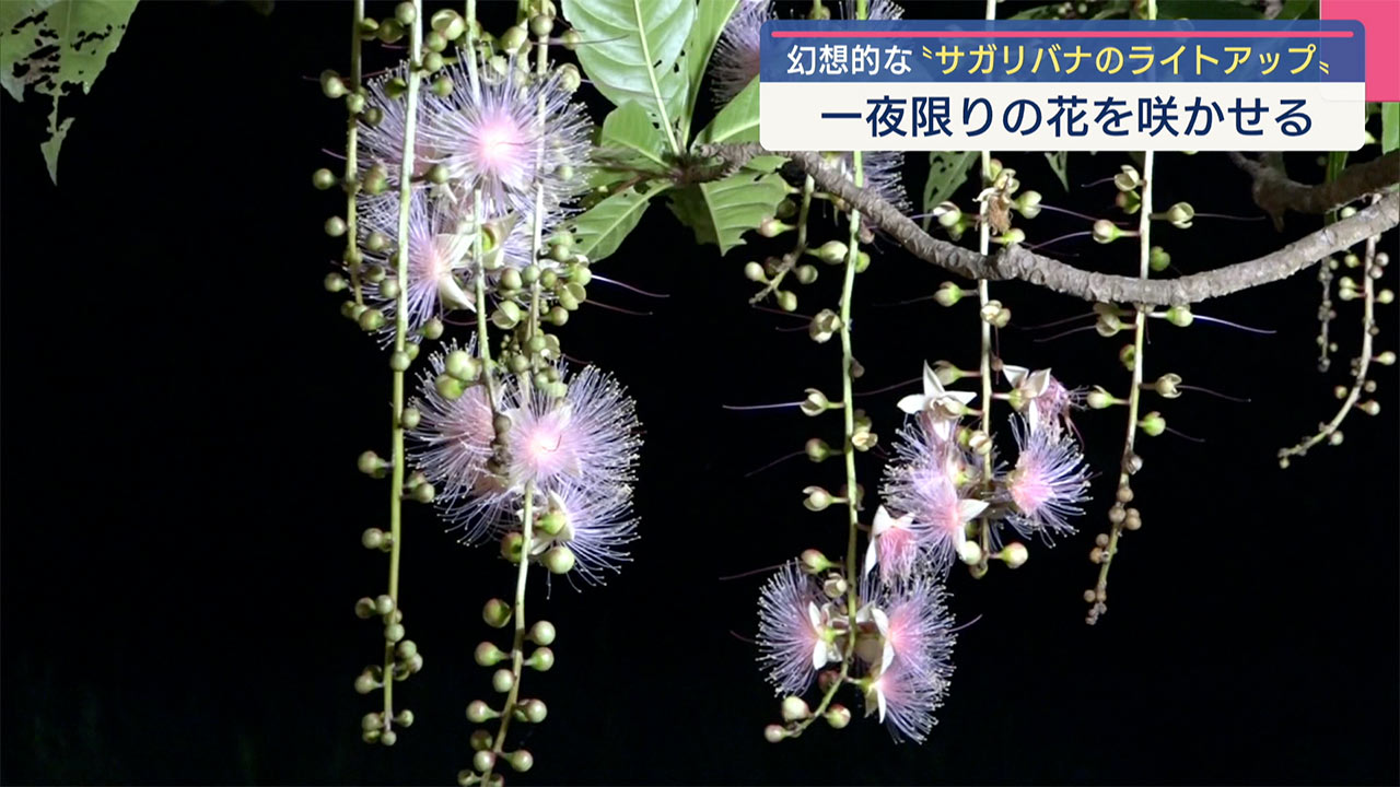 宮古島市で幻想的なサガリバナのライトアップはじまる