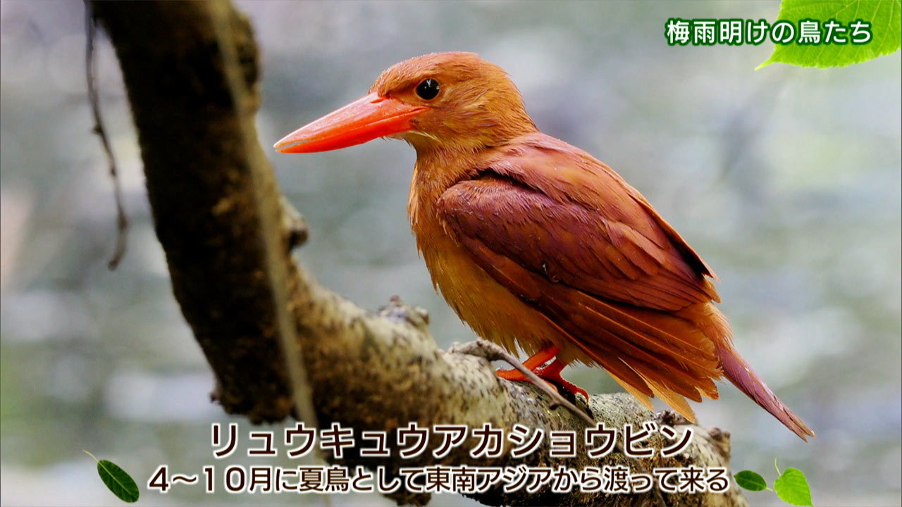 リュウキュウの自然「梅雨明けの鳥たち」