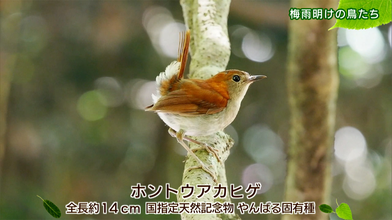 リュウキュウの自然「梅雨明けの鳥たち」