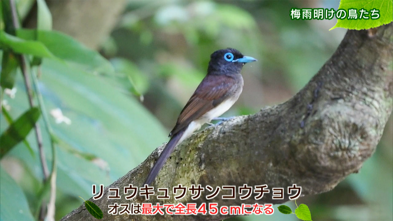 リュウキュウの自然「梅雨明けの鳥たち」