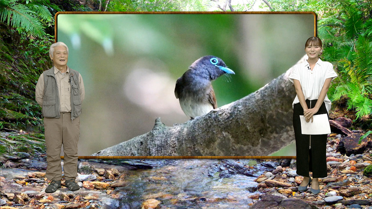 リュウキュウの自然「梅雨明けの鳥たち」