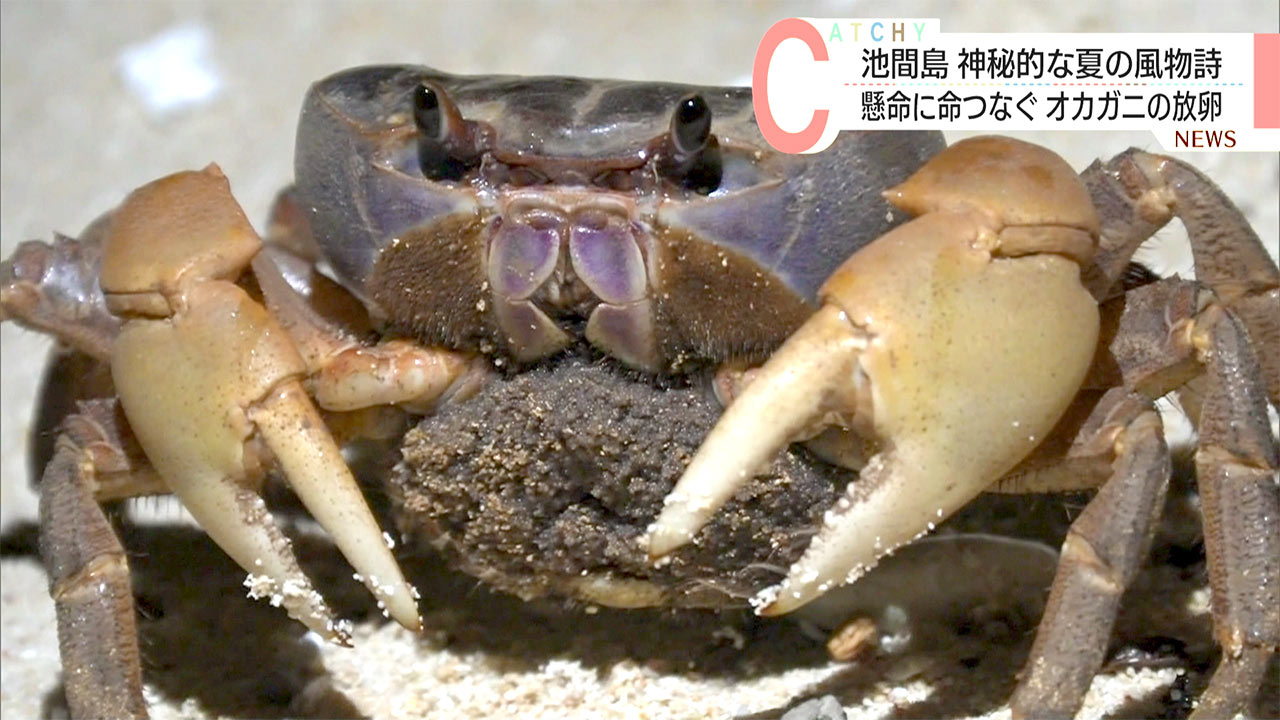 池間島　オカガニの放卵